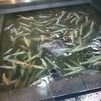 稚加榮 本店 - 