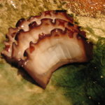 なかざわ - 【H22.10】蛸です。