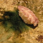 なかざわ - 【H22.10】蝦蛄です。