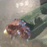 レストラン マノワ - フォアグラたい焼き裏側