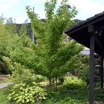 そばや 日賀志 - アプローチ（お庭）