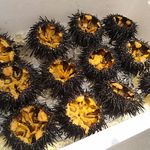 寿司 さいしょ - 殻ウニ（松前さん蝦夷ムラサキウニ）