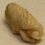 すし処 みや古分店 - 