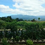 カフェベビーティアーズ - カウンター席から