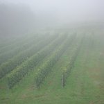 ヴィラデスト ガーデンファーム アンド ワイナリー - テラス席からの霧に煙るワイン畑