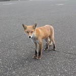 間宮堂 - キタキツネがお出迎え
