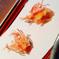 てんぷら 近藤 - 