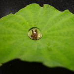 セララバアド - 朝露