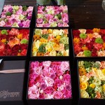 Nicolai Bergmann NOMU - 