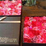 Nicolai Bergmann NOMU - 