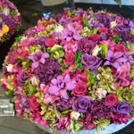 Nicolai Bergmann NOMU - 