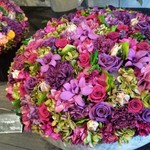 Nicolai Bergmann NOMU - 