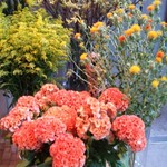 Nicolai Bergmann NOMU - 