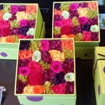 Nicolai Bergmann NOMU - 