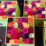 Nicolai Bergmann NOMU - 