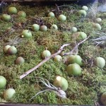 Nicolai Bergmann NOMU - 