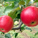 ニトリ観光果樹園 - リンゴ