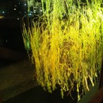 イカリヤ食堂 - 店内から見た賀茂川と柳の木。