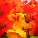 ミルポワ - ナスダチュウム　食用花