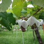 アンジュアンジュ　シャンパン通り - 