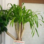 しまなみカレー ルリヲン - 