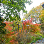 森のレストラン - 秋にはレストランの庭が一面に紅葉します・・・。