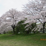 御料理 はやし - 鴨川の桜