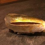 鮓 きずな - 201607再訪 天草こはだ