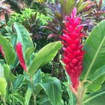 Il Lupino Trattoria & Wine Bar - お庭のジンジャー綺麗