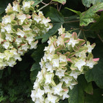 六甲山のオーベルジュnaare - 