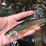 あずましジビエ - 