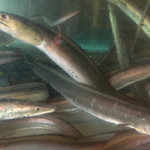 料理旅館　木村屋 - 