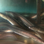 料理旅館　木村屋 - 