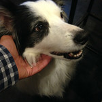 焼鳥居酒屋あんぽんたん - 