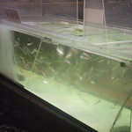 博多料亭 稚加榮 - いけす（いわし）