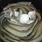 鰻屋すみで - 捌く前の鰻～！！氷で冷やすと、おとなしくなり 捌きやすくなるとのこと～！！(*￣▽￣)ﾉ