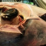 寿司居酒屋 㐂六 - マグロの目玉食べるん？