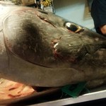 寿司居酒屋 㐂六 - ネタケースの上にはマグロのカマがでぇ～ん！と乗っている