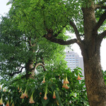 Rue Favart - リュ・ファヴァー前の夏の彩り