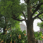 Rue Favart - お花の上にウエスティン２２F