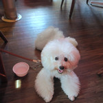 Rue Favart - アンジェリーナは美味しいお水