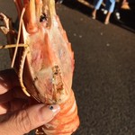 KCC Saturday Farmers' Market - えびーーー