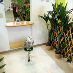 ふくろうcafe福井 - クーちゃんひとり