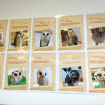 ふくろうcafe福井 - メンバーです