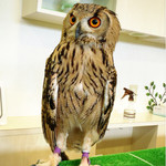 ふくろうcafe福井 - こなつちゃん