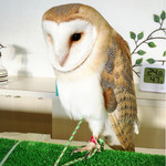 ふくろうcafe福井 - ももちゃん