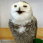 ふくろうcafe福井 - 伊東四朗さん似？クーちゃん