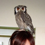 ふくろうcafe福井 - こまちちゃん頭に乗せた♡