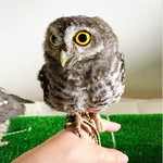 ふくろうcafe福井 - こきんちゃん