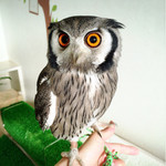 ふくろうcafe福井 - こまちちゃん